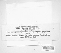 Cytospora nivea image